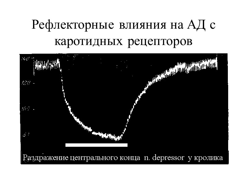 Рефлекторные влияния на АД с каротидных рецепторов Раздражение центрального конца  n. depressor 